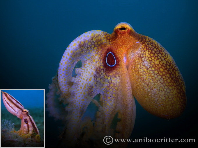 Scuba Dive in Anilao - Underwater Macro Photography, Anilao Muck dive